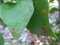 Insecta