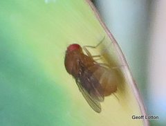 Diptera