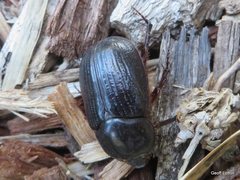 Coleoptera