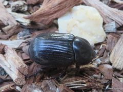 Coleoptera
