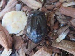 Coleoptera