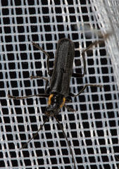 Cantharis obscura