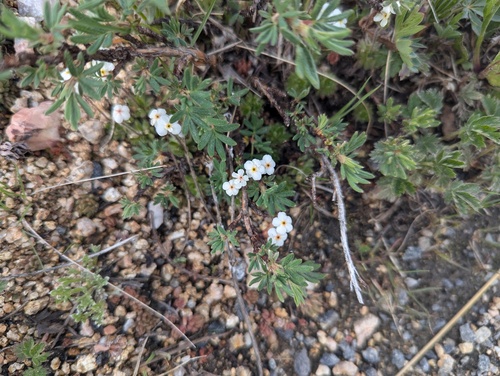 Lehmann's rockjasmine (Androsace lehmanniana)