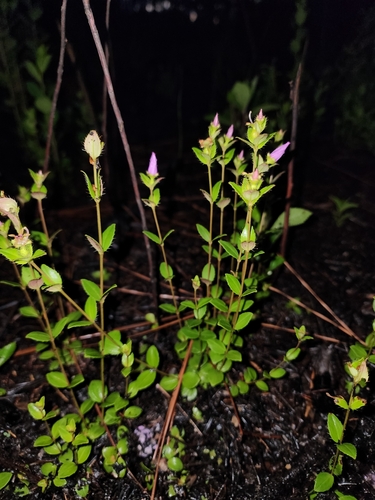 Image of Rhexia nuttallii by (c) Scott Allen Davis, some rights reserved (CC BY)