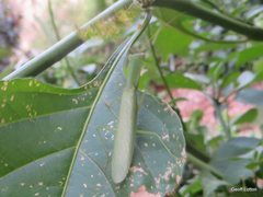 Orthodera ministralis
