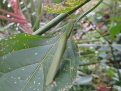Orthodera ministralis