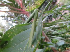 Orthodera ministralis