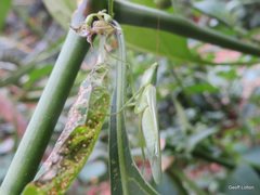 Orthodera ministralis