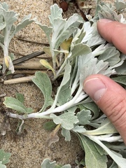 Artemisia stelleriana