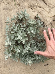 Artemisia stelleriana