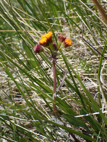 Image of Packera debilis by (c) Jared Shorma, some rights reserved (CC BY)