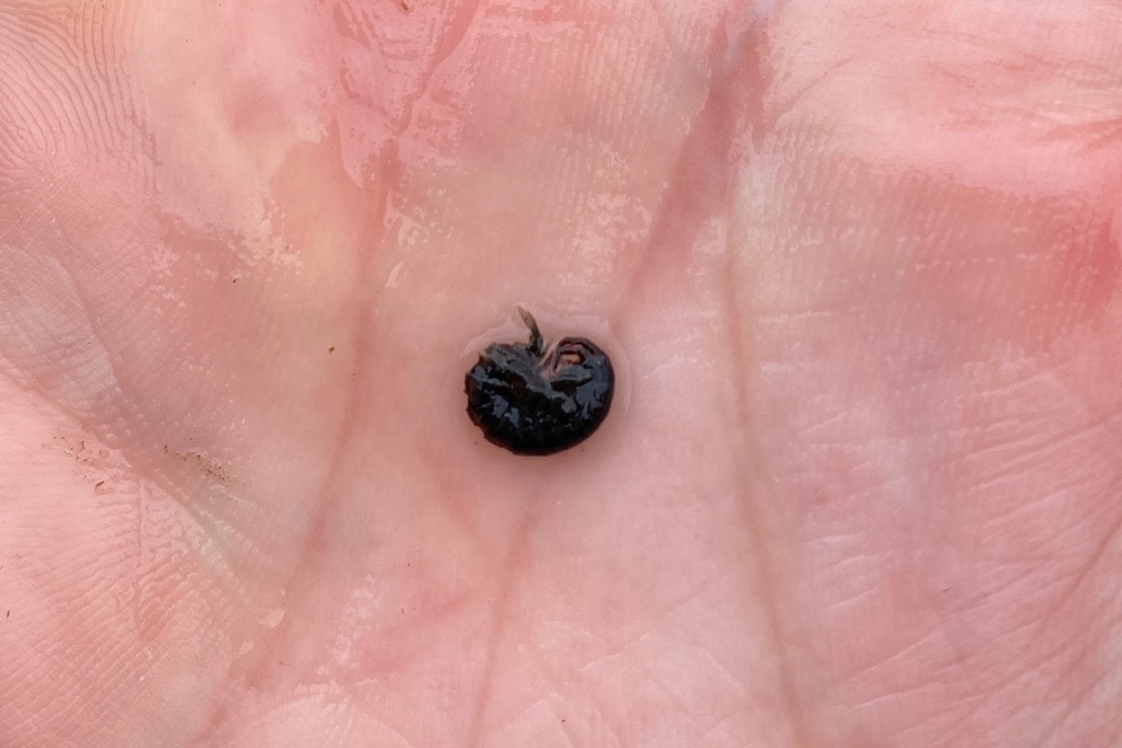 Carineogammarus makarovi