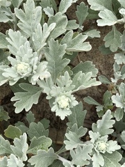 Artemisia stelleriana