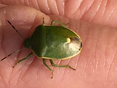Chlorochroa juniperina