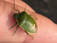 Chlorochroa juniperina