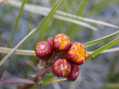 Image of Packera debilis by (c) Jared Shorma, some rights reserved (CC BY)