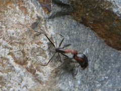Leptomyrmex rufithorax