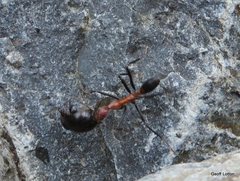 Leptomyrmex rufithorax