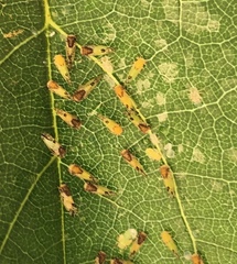 Cacopsylla pulchella