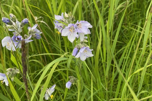 Image of Polemonium acutiflorum by (c) Cole Wolf, some rights reserved (CC BY)