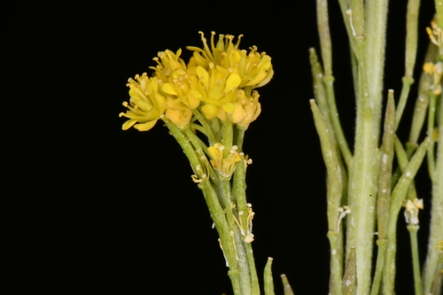 Richardson's Tansymustard (Descurainia incana)