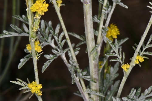 Image of Descurainia incana by (c) Darrin Gobble, some rights reserved (CC BY)