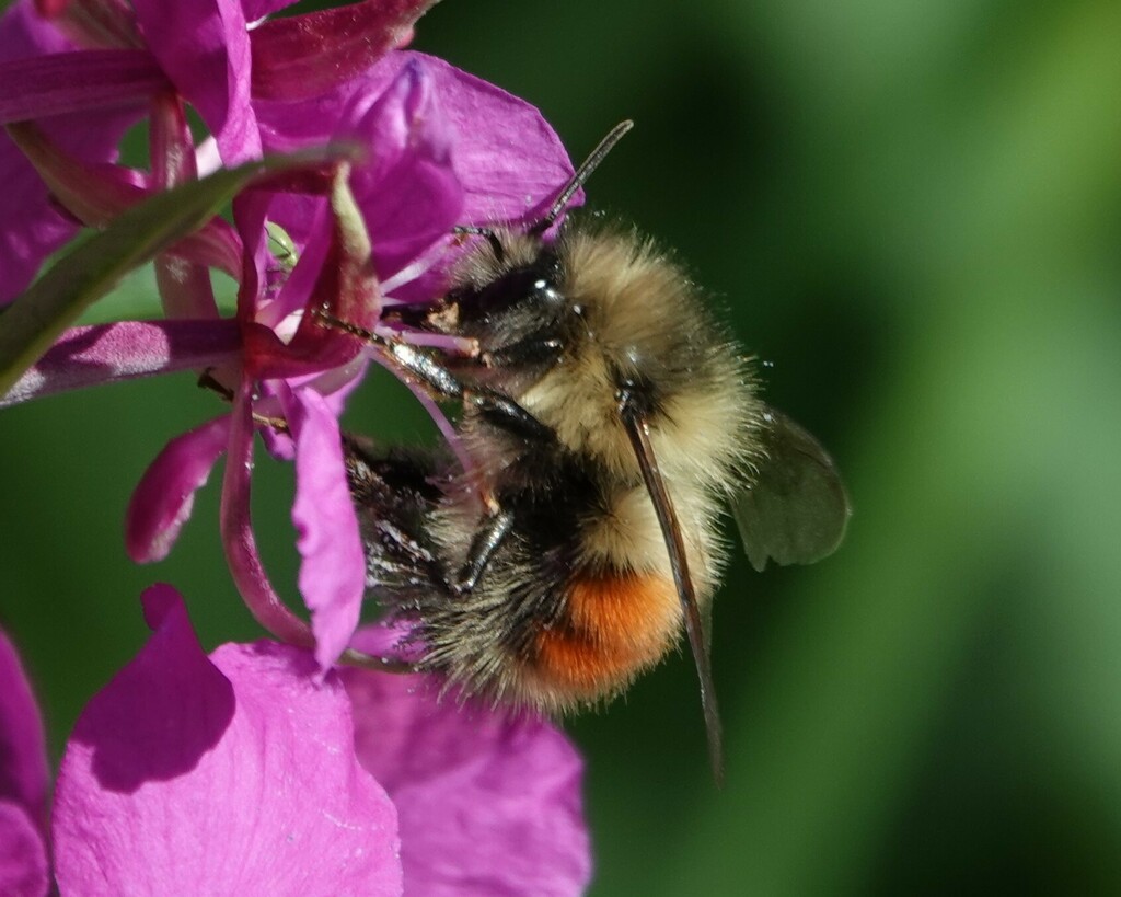 Forest Bumble Bee from Denali Borough, AK, USA on July 15, 2024 at 02: ...