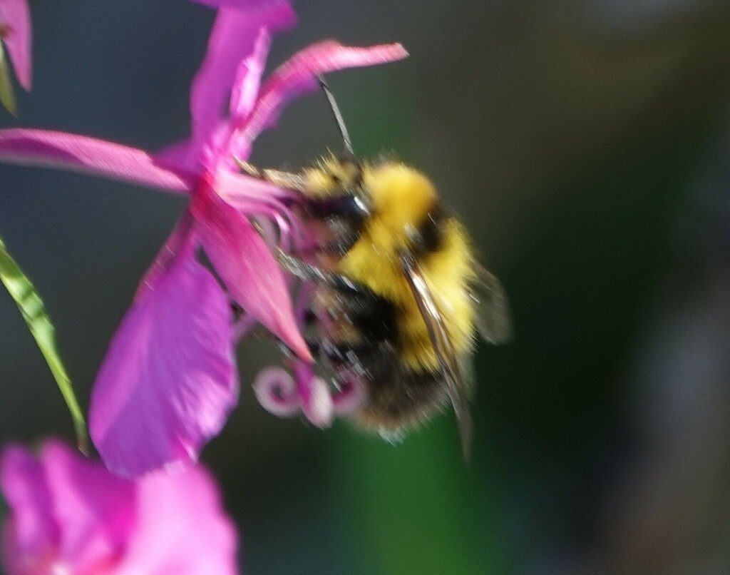 Heath Bumble Bee from Denali Borough, AK, USA on July 15, 2024 at 02:35 ...