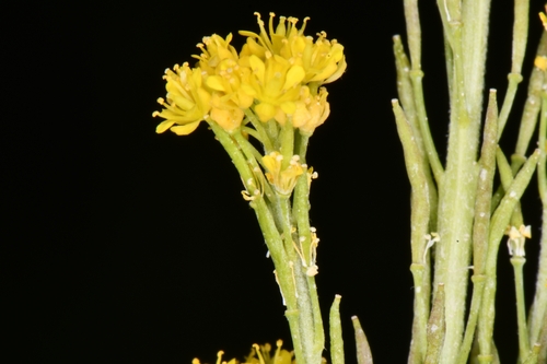 Image of Descurainia incana by (c) Darrin Gobble, some rights reserved (CC BY)