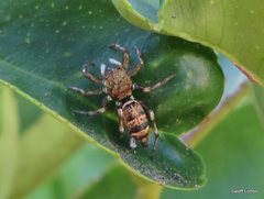 Cosmophasis