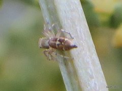 Cosmophasis