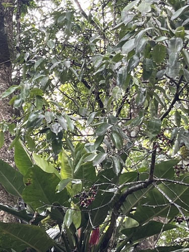 Syzygium observed 2024-07-16