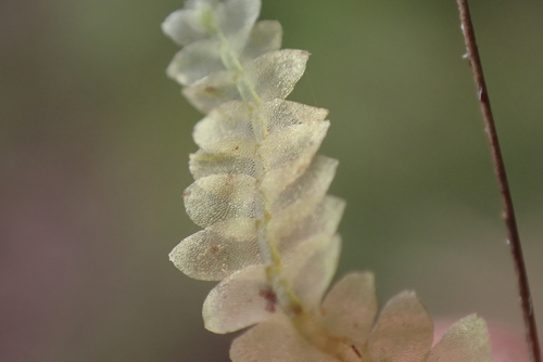 Calypogeia tosana, 2024-07-14