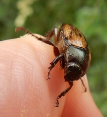 Anomala binotata