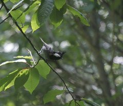 Periparus ater melanolophus