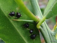 Aphididae