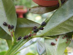 Aphididae