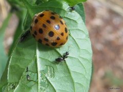 Henosepilachna vigintioctopunctata