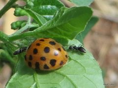 Henosepilachna vigintioctopunctata