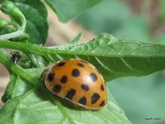 Henosepilachna vigintioctopunctata