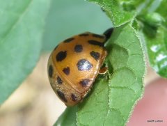 Henosepilachna vigintioctopunctata