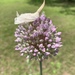 Wild Leek - Photo (c) dhenderson14, some rights reserved (CC BY-NC)