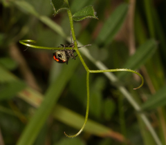 Malachius bipustulatus