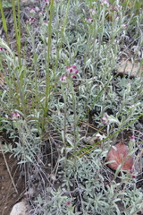 Antennaria rosea