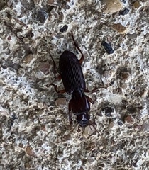 Stenomorphus