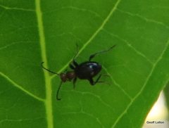 Coleoptera