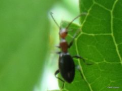 Coleoptera