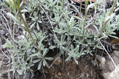 Antennaria rosea