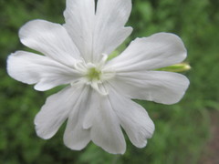 Silene latifolia