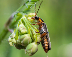 Cantharis nigricans